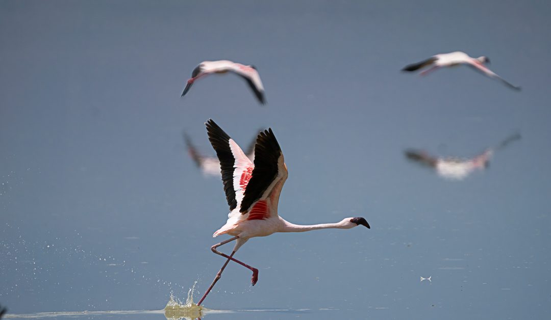 Lesser flamingo